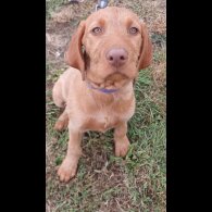 Hungarian Vizsla - Both