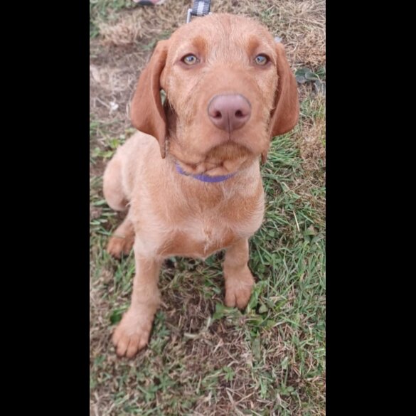 Hungarian Vizsla - Both