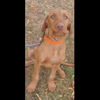 Hungarian Vizsla - Both