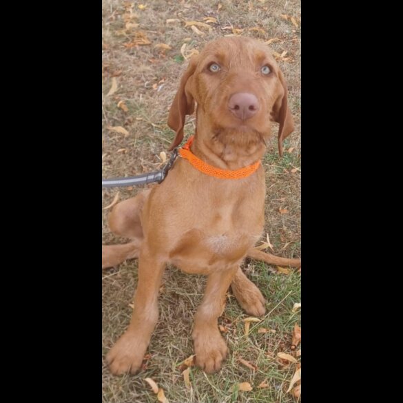 Hungarian Vizsla - Both
