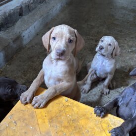 Hungarian Vizsla - Both
