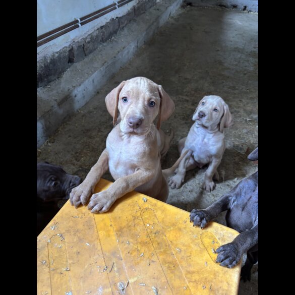Hungarian Vizsla - Both