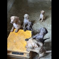 Hungarian Vizsla - Both