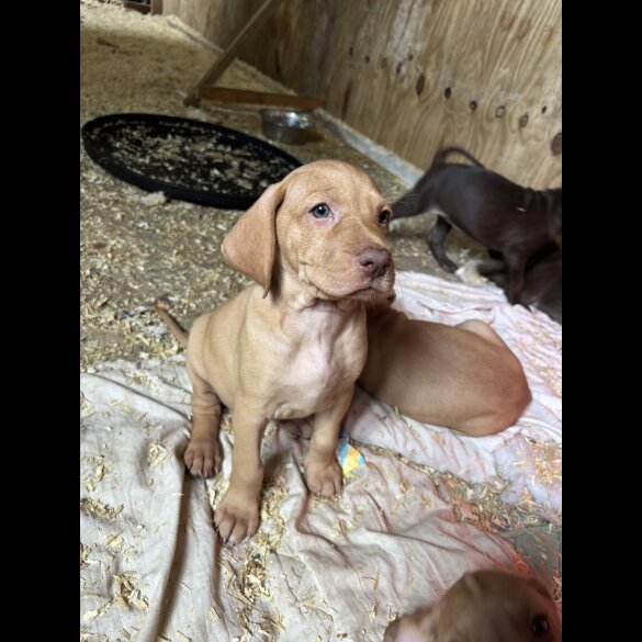 Hungarian Vizsla - Both