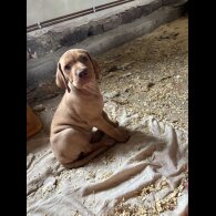 Hungarian Vizsla - Both
