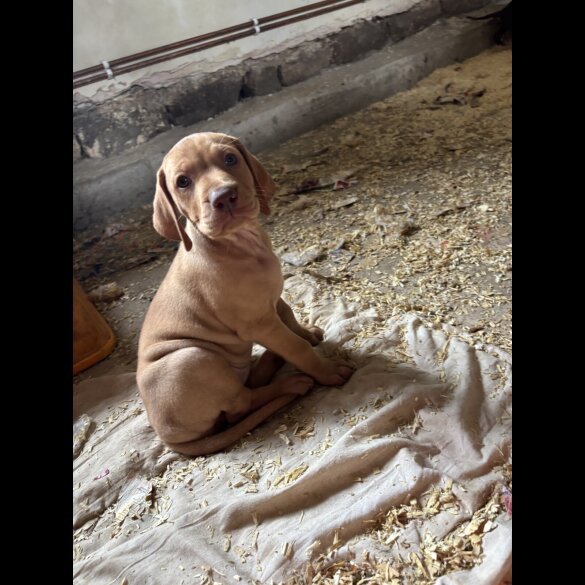 Hungarian Vizsla - Both
