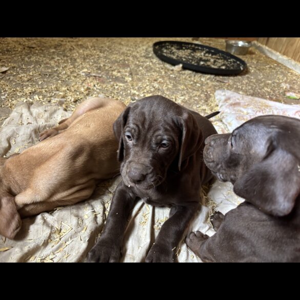 Hungarian Vizsla - Both