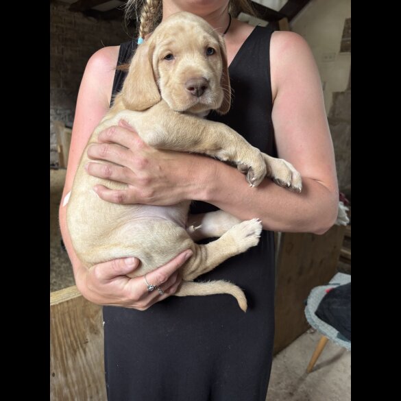 Hungarian Vizsla - Both