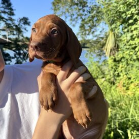 Hungarian Vizsla - Both
