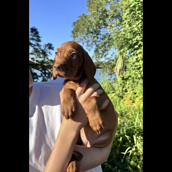 Hungarian Vizsla - Both