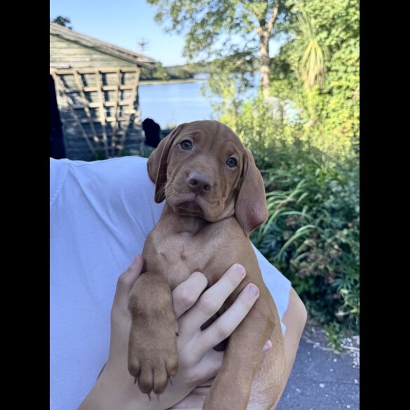 Hungarian Vizsla - Both