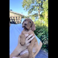 Hungarian Vizsla - Both