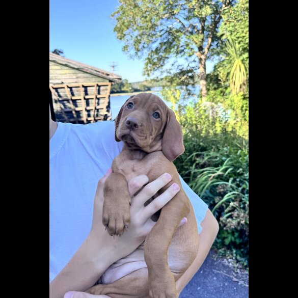 Hungarian Vizsla - Both