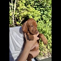 Hungarian Vizsla - Both