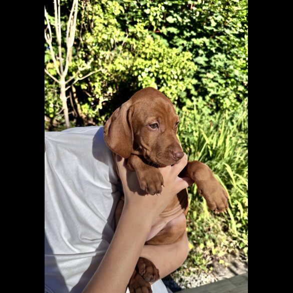 Hungarian Vizsla - Both