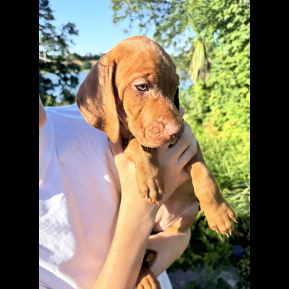 Hungarian Vizsla - Both