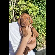 Hungarian Vizsla - Both