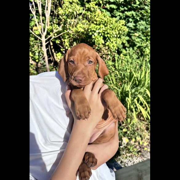 Hungarian Vizsla - Both