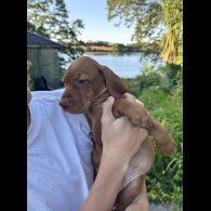 Hungarian Vizsla - Both