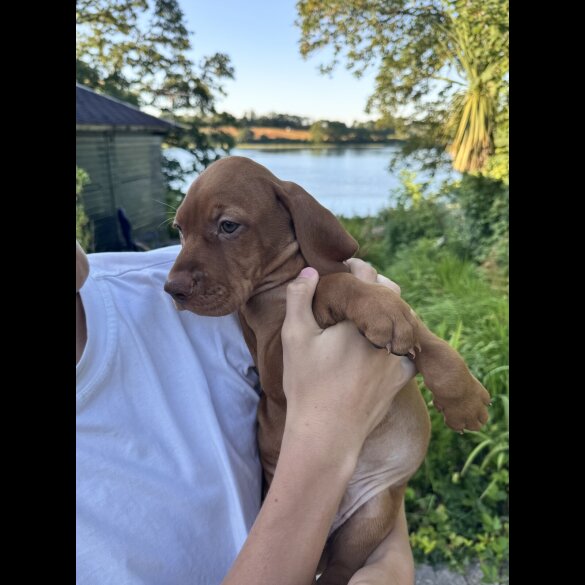 Hungarian Vizsla - Both