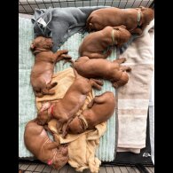 Hungarian Vizsla - Both