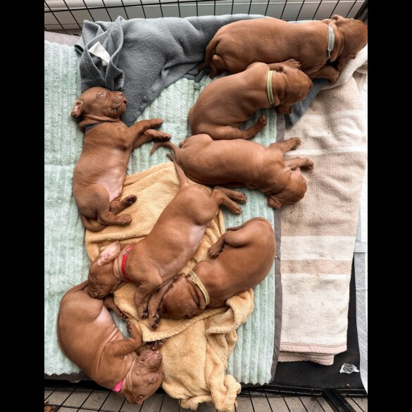 Hungarian Vizsla - Both