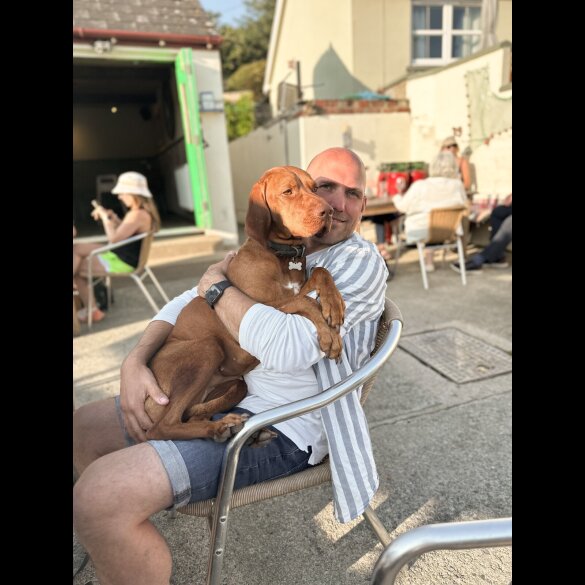 Hungarian Vizsla - Both