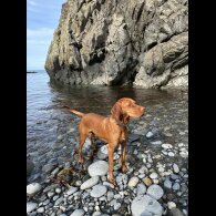 Hungarian Vizsla - Both