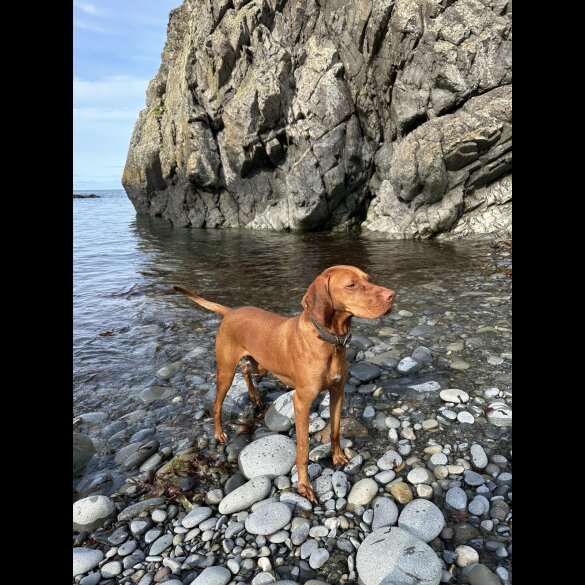 Hungarian Vizsla - Both