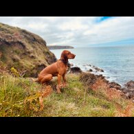 Hungarian Vizsla - Both