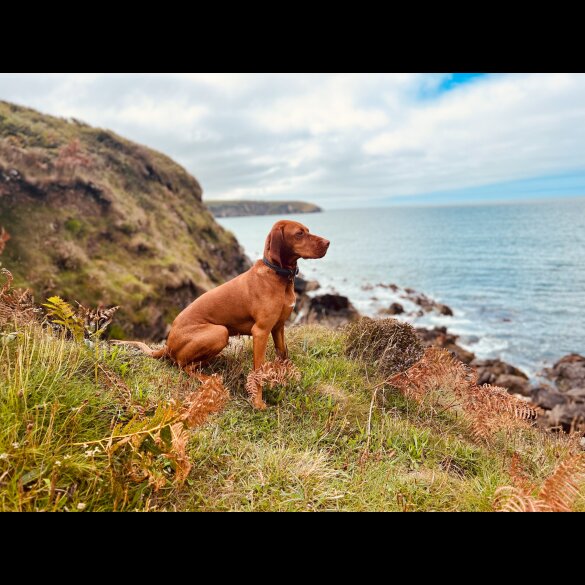 Hungarian Vizsla - Both