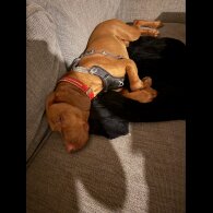 Hungarian Vizsla