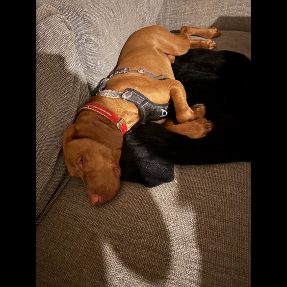 Hungarian Vizsla
