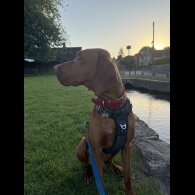 Hungarian Vizsla