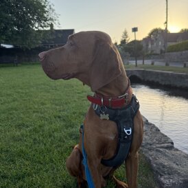 Hungarian Vizsla
