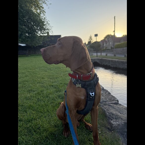 Hungarian Vizsla