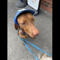 Hungarian Vizsla