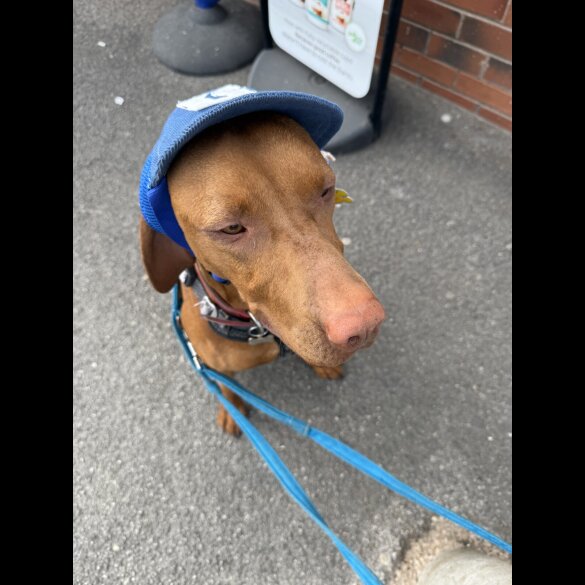 Hungarian Vizsla