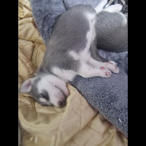 Siberian Husky - Both