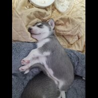 Siberian Husky - Both