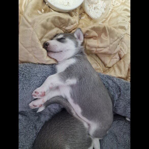 Siberian Husky - Both