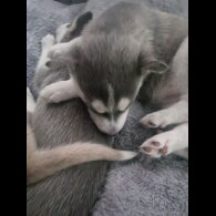 Siberian Husky - Both