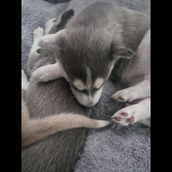 Siberian Husky - Both