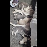 Siberian Husky - Both