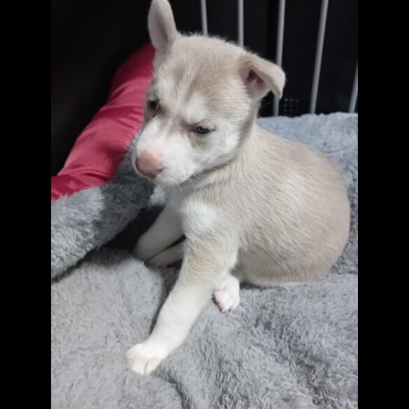 Siberian Husky - Both