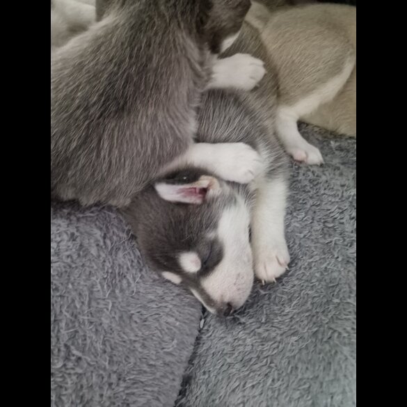 Siberian Husky - Both