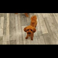 Toy Poodle