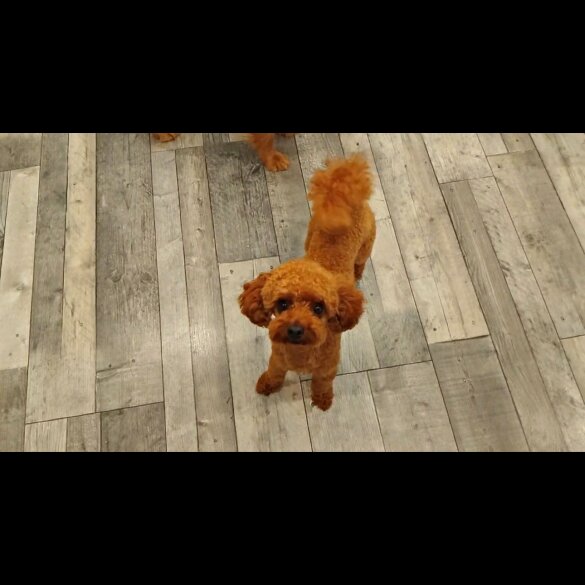 Toy Poodle