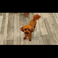 Toy Poodle