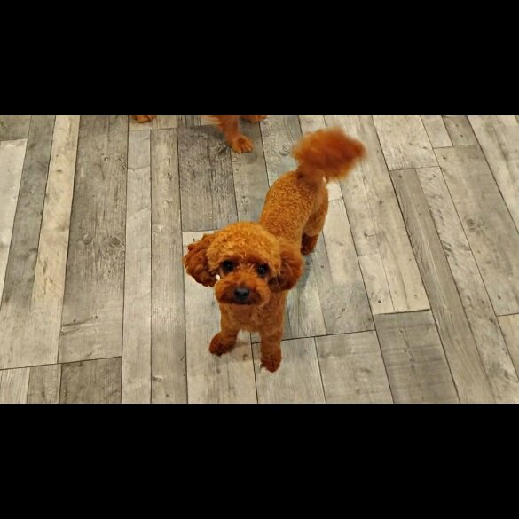 Toy Poodle